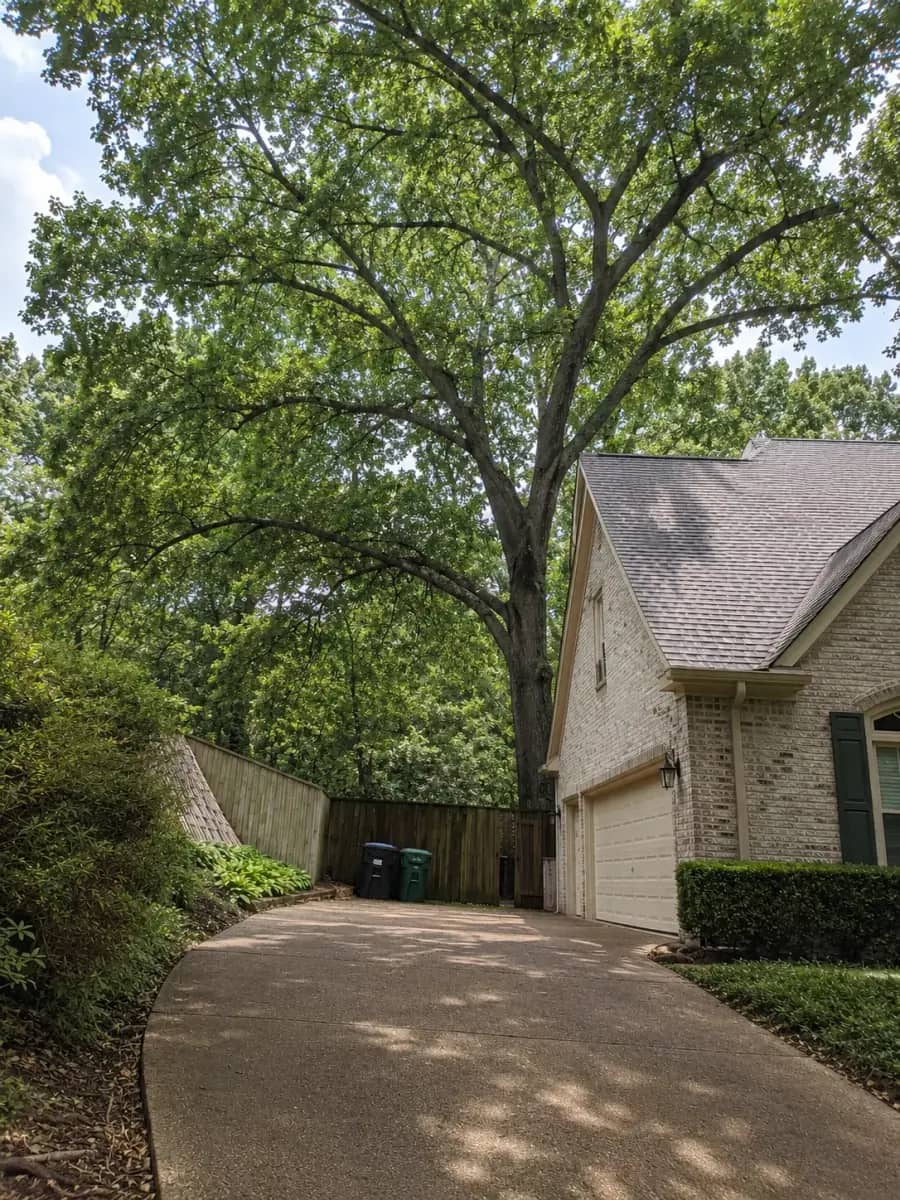 After - Orlando Tree Company project