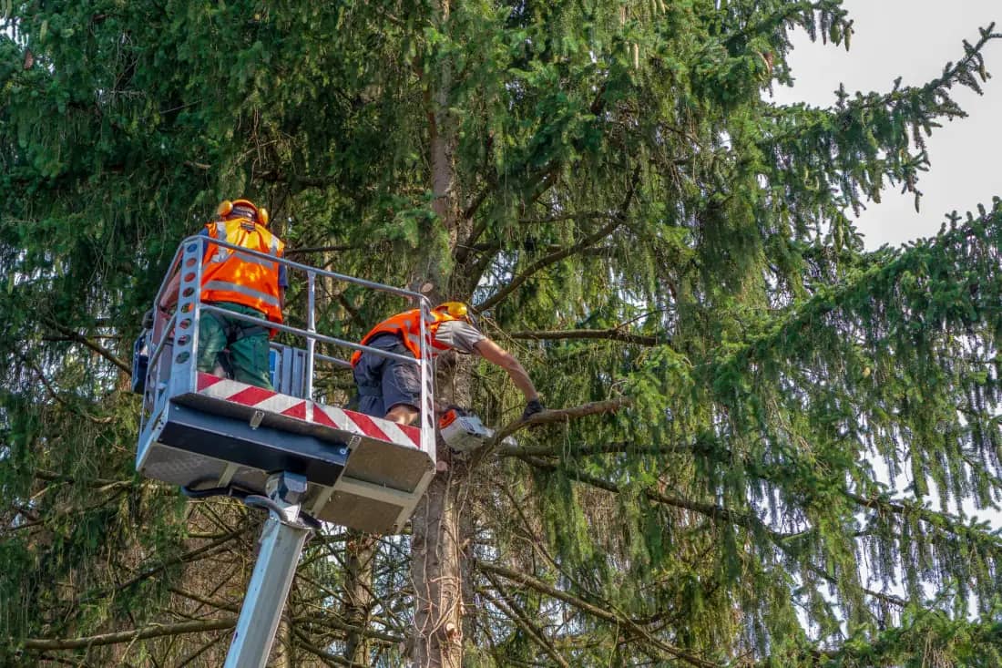 Orlando Tree Company tree care crew working in Orlando — photo 1