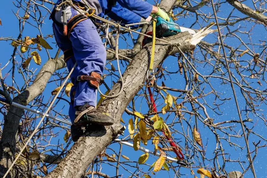 Arborist Services in Orlando by Orlando Tree Company