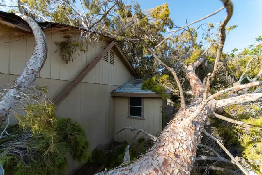 Emergency Tree Service in Orlando by Orlando Tree Company