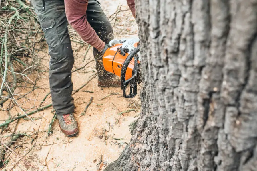 Tree Removal in Orlando by Orlando Tree Company