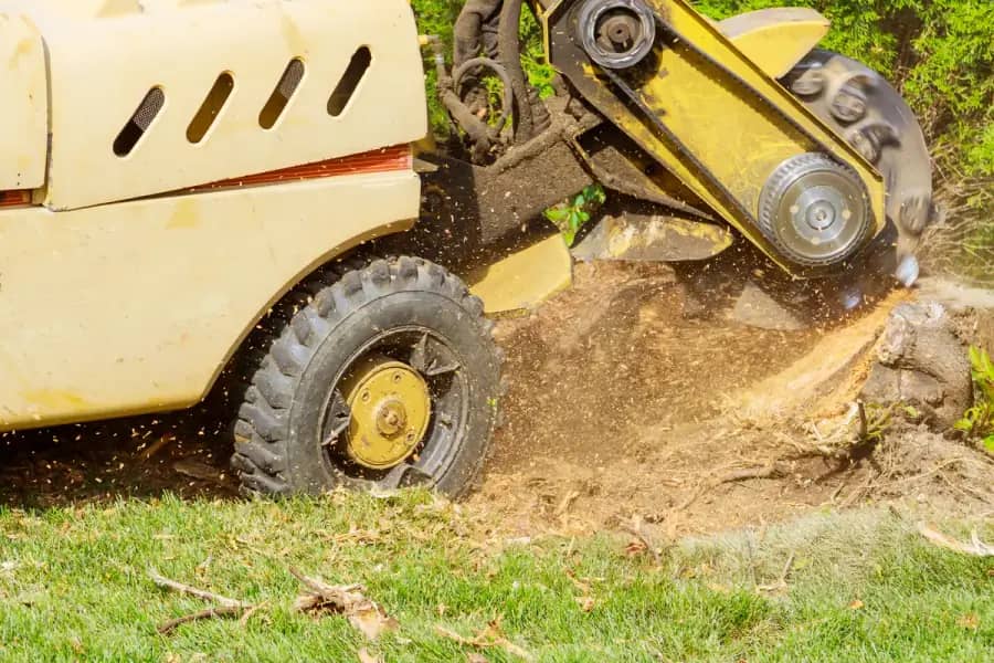 Stump Grinding in Orlando by Orlando Tree Company