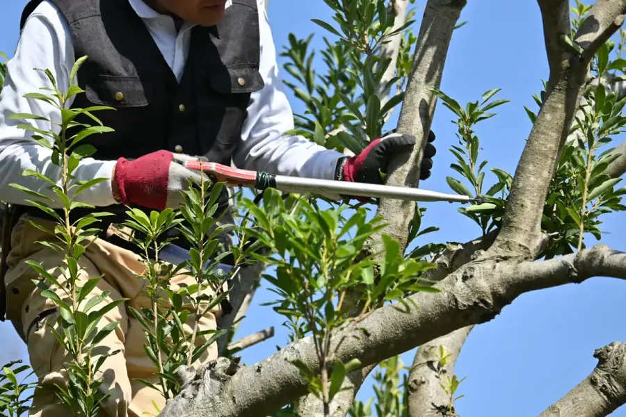 Tree Trimming in Orlando by Orlando Tree Company