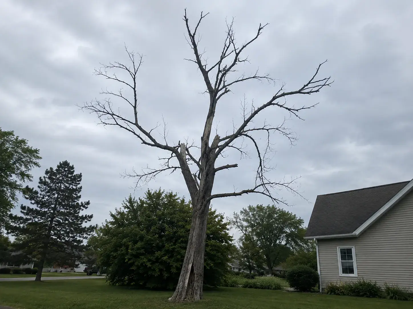 Orlando yard tree with a split union and thinning upper canopy